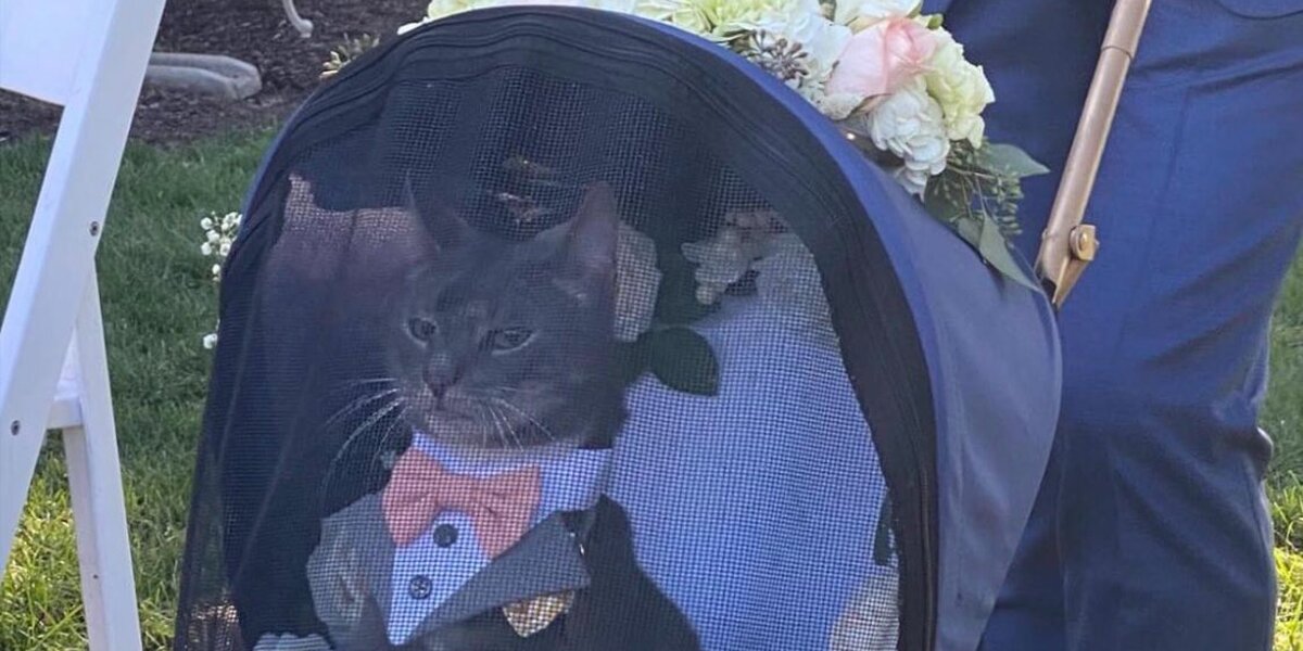 В США коту доверили нести кольца на свадьбе хозяев