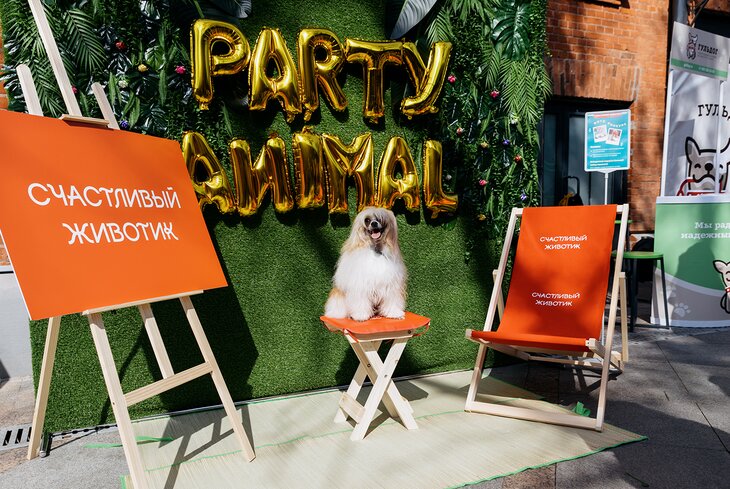 Dog Party: посмотрите, как прошла собачья вечеринка в «Депо»