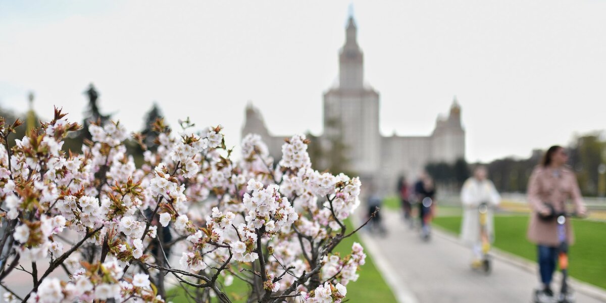 Где в Москве цветет сакура