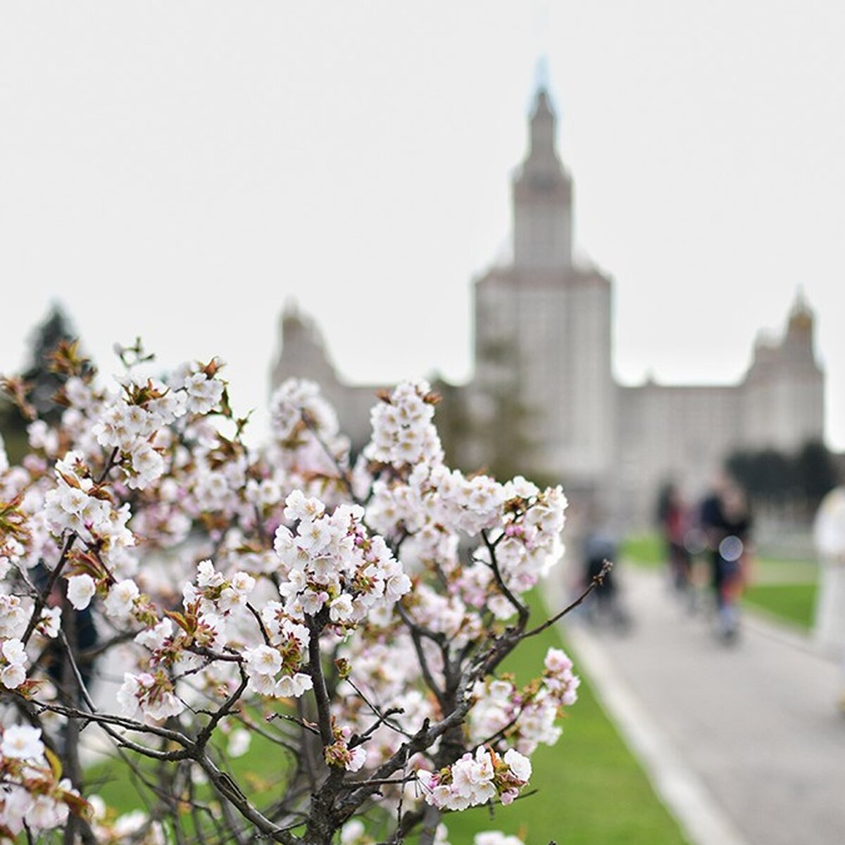 Планируя посещение аллеи сакуры, стоит учесть время цветения сакуры. Обычно цветение происходит в апреле и может продолжаться несколько недель. Лучшее время, чтобы увидеть аллею во всей красе, – это конец апреля или начало мая.