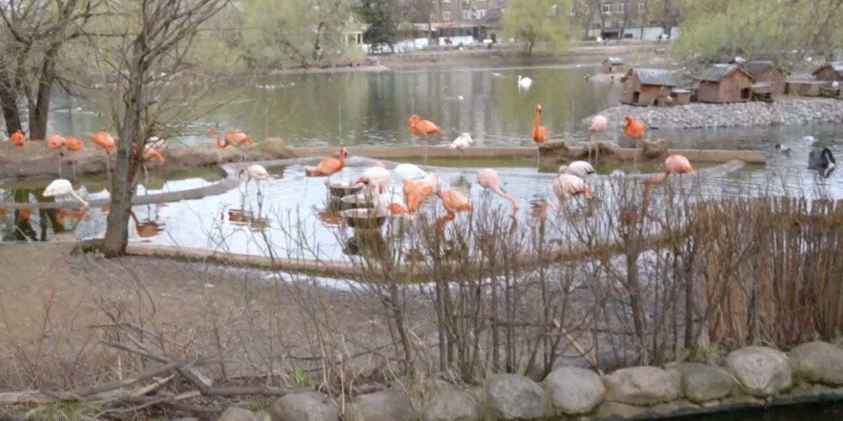 В Московском зоопарке фламинго вышли в уличный вольер