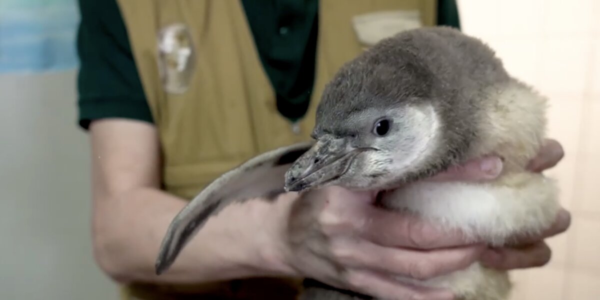 В Московском зоопарке появились два пингвиненка