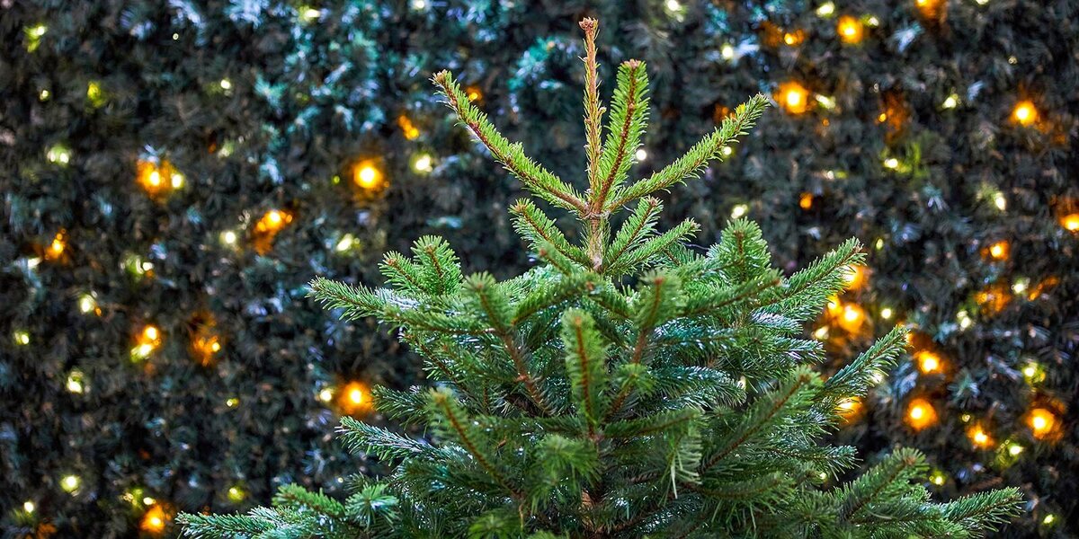 Сдать новогоднее дерево в Москве можно на экологической акции «Елочный круговорот»