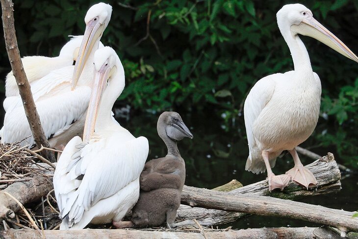В Московском зоопарке вывели краснокнижного пеликана