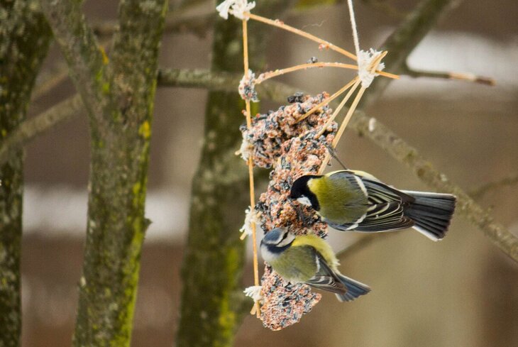 Специалисты советуют продолжать подкармливать птиц, пока не растает снег