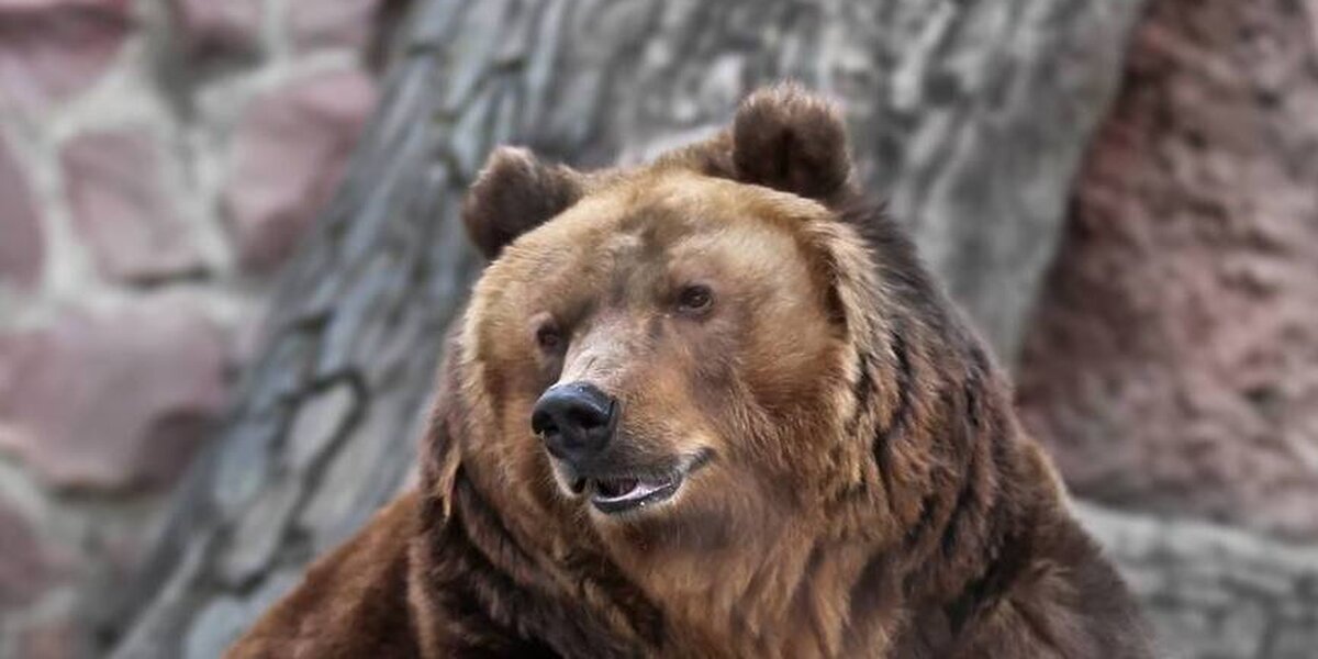 В Московском зоопарке медведи вышли из спячки раньше времени