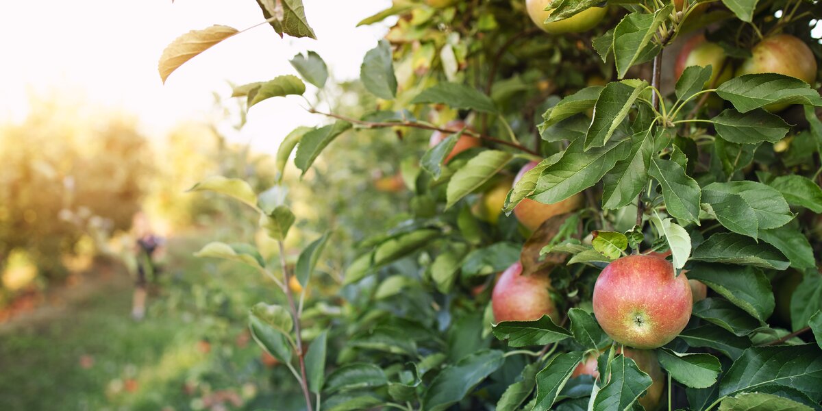 Сезон яблок: как собирать и хранить