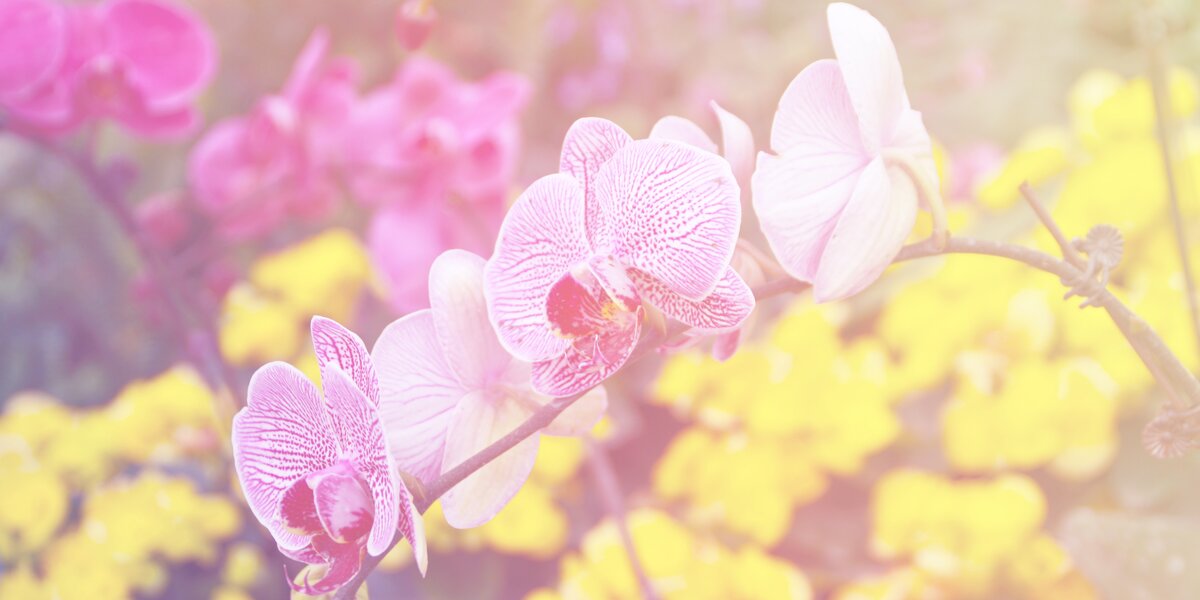 Как ухаживать за орхидеями в домашних условиях: 3 шага