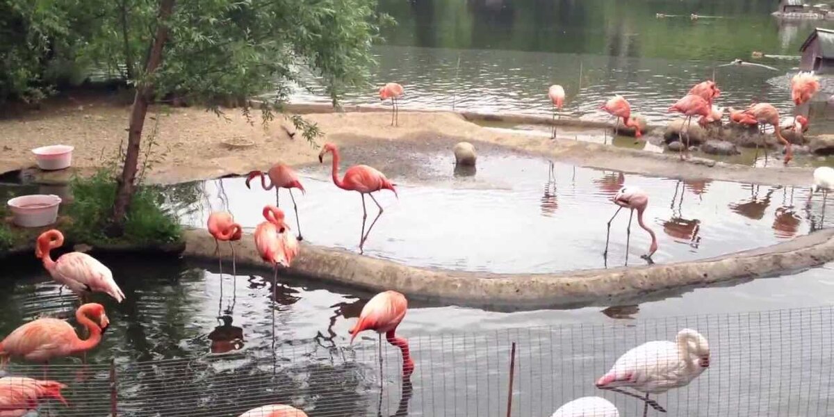Птенцы фламинго появились на свет в Московском зоопарке