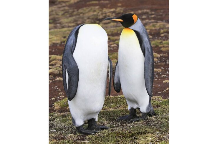 Фотографии улыбчивых рыб и спорящих пингвинов вошли в финал конкурса Comedy Wildlife Photo