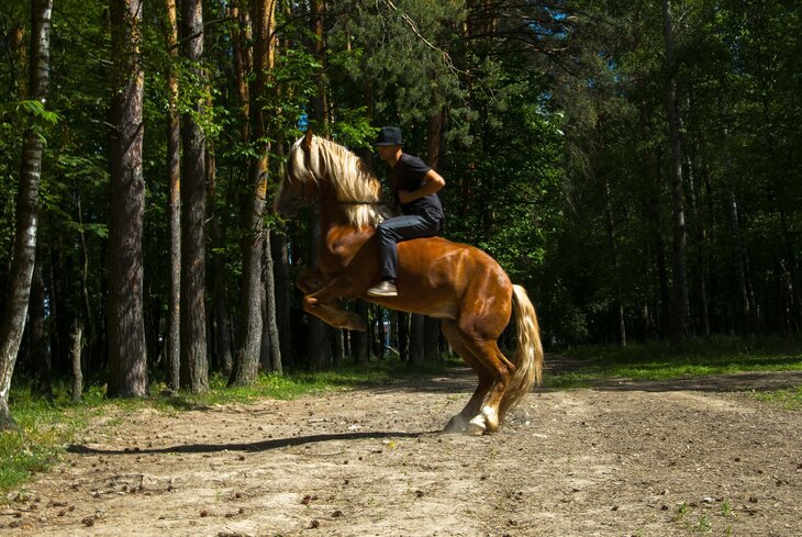 Топ-5 мест, где можно покататься на лошадях в Москве и Подмосковье