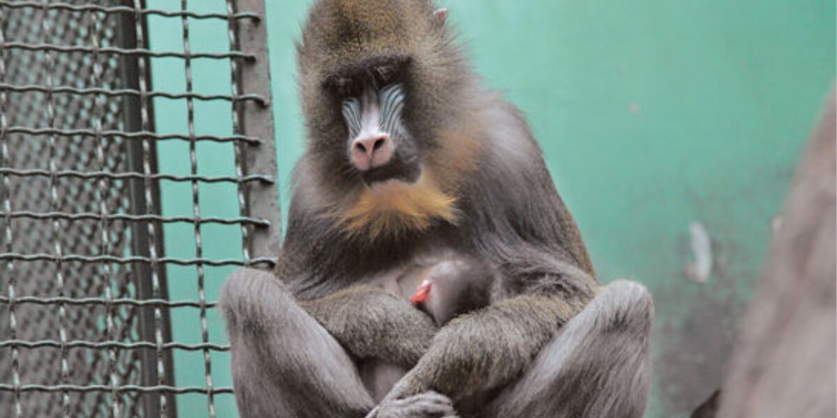 В Московском зоопарке родился детеныш редких приматов