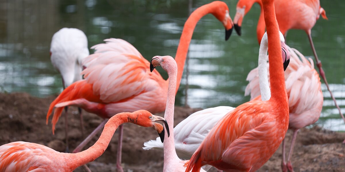 Вход в Московский зоопарк для посетителей в розовом будет бесплатным 24 июня