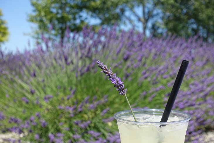 Домашний «Дюшес» и огуречный смузи: рецепты летних напитков от звезд
