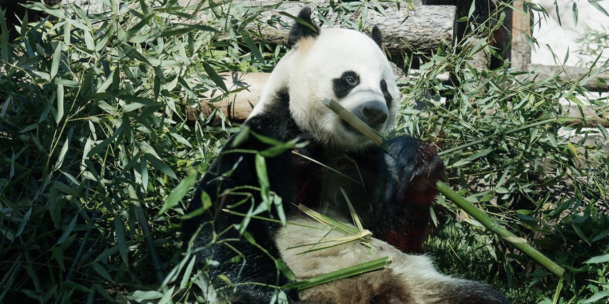 Панды Московского зоопарка отметят день рождения