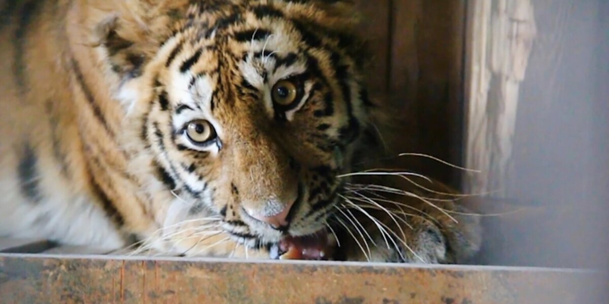 Московский зоопарк приютил раненую амурскую тигрицу